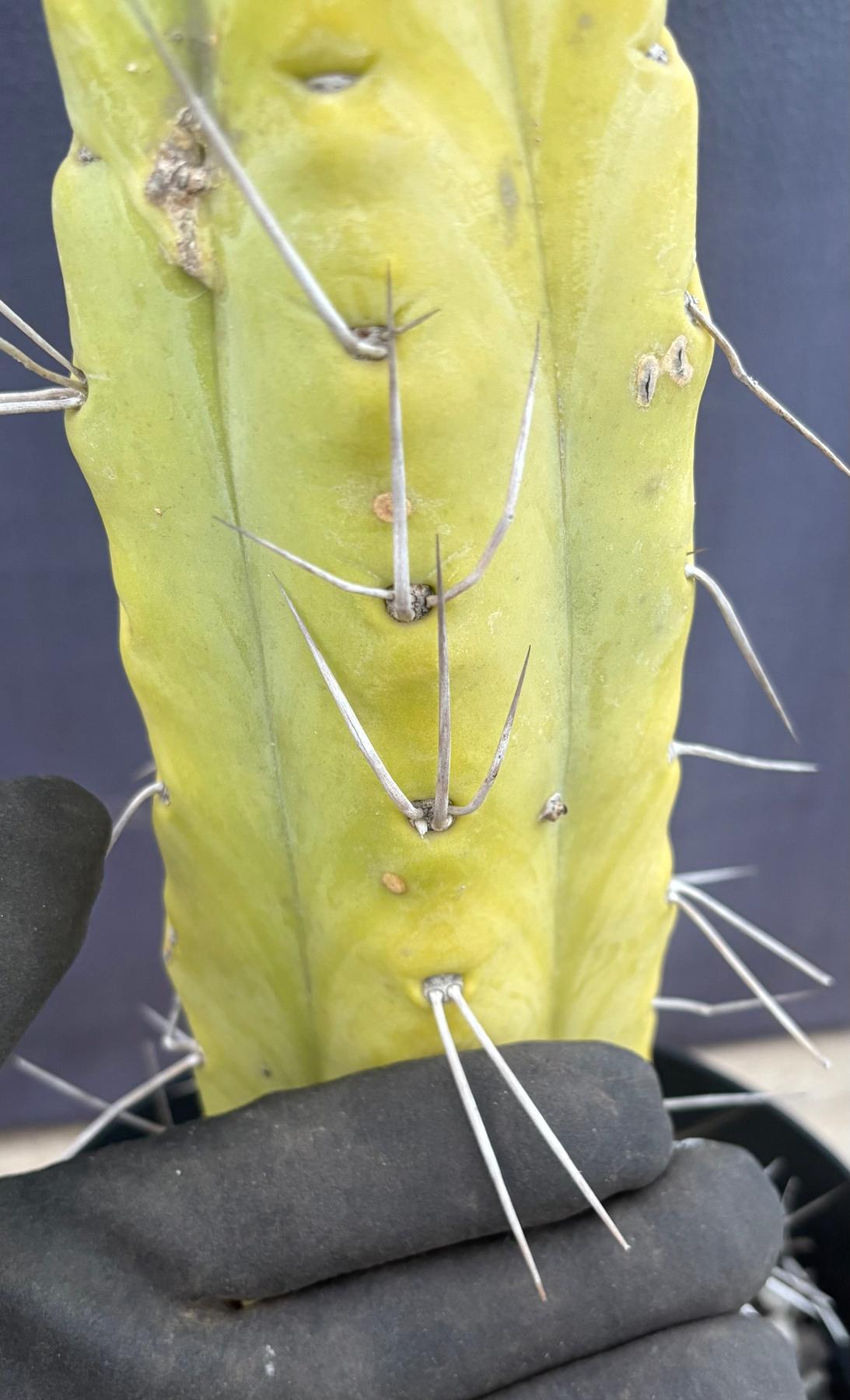 #EC151 EXACT Trichocereus Bridgesii Twin Spine Ornamental Cactus 14.5”-Cactus - Large - Exact-The Succulent Source