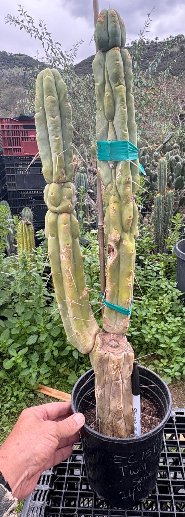 #EC151 EXACT Trichocereus Bridgesii Twin Spine Ornamental Cactus 24”-Cactus - Large - Exact-The Succulent Source