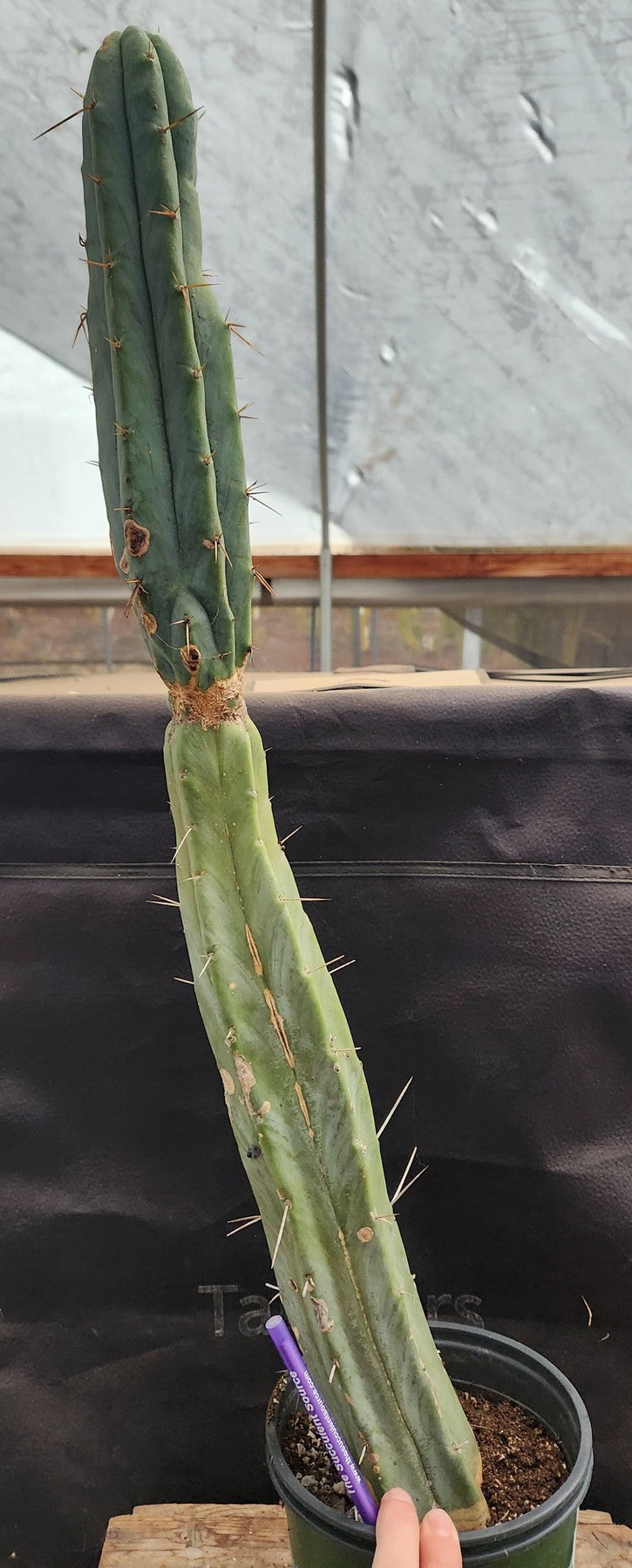 #EC151 EXACT Trichocereus Bridgesii Twin Spine Ornamental Cactus 27"