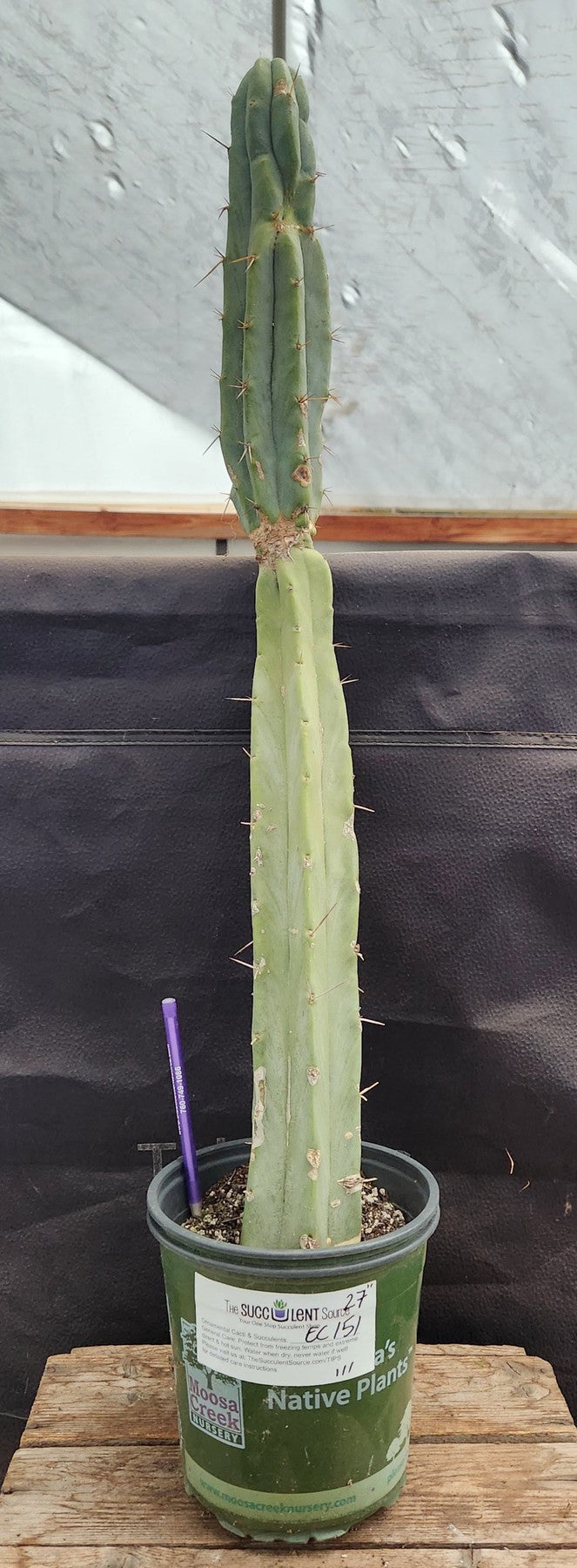 #EC151 EXACT Trichocereus Bridgesii Twin Spine Ornamental Cactus 27"