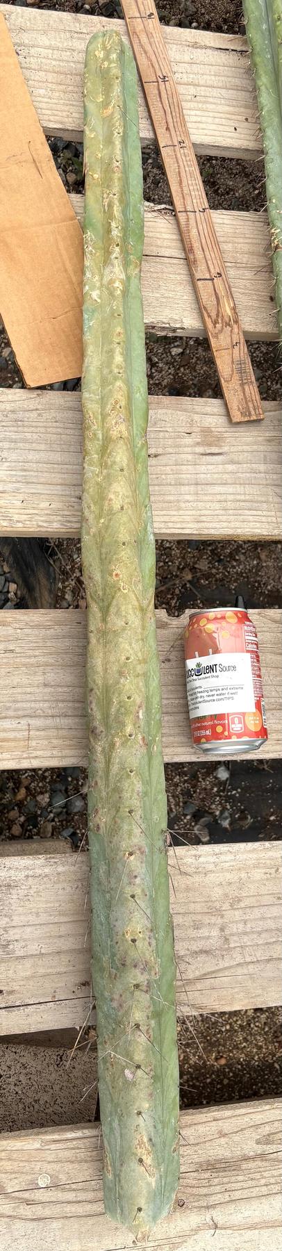 #EC151 EXACT Trichocereus Bridgesii Twin Spine Ornamental Cactus-Cactus - Large - Exact-The Succulent Source