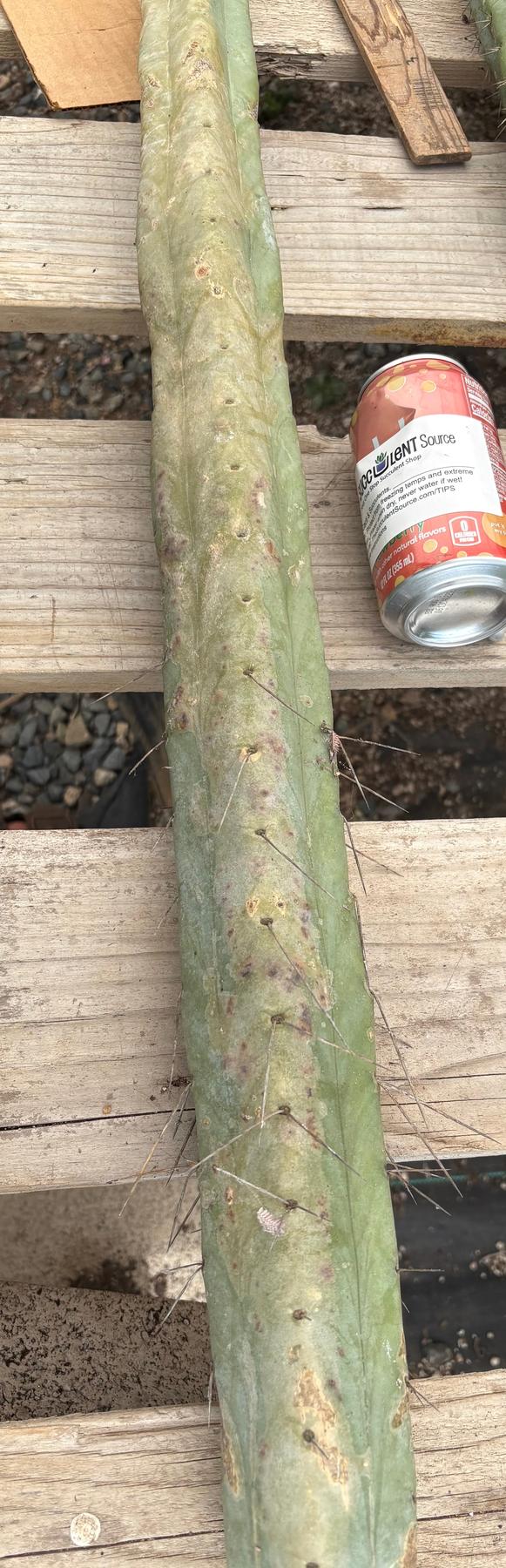#EC151 EXACT Trichocereus Bridgesii Twin Spine Ornamental Cactus-Cactus - Large - Exact-The Succulent Source