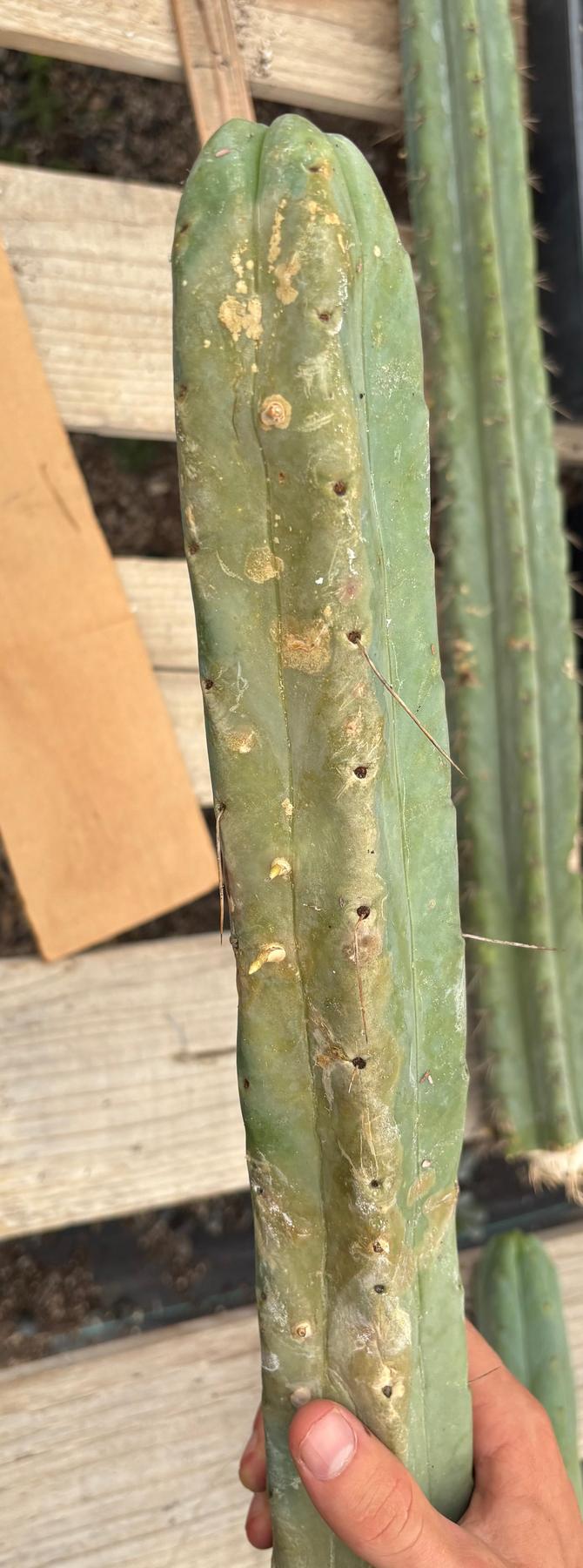 #EC151 EXACT Trichocereus Bridgesii Twin Spine Ornamental Cactus-Cactus - Large - Exact-The Succulent Source