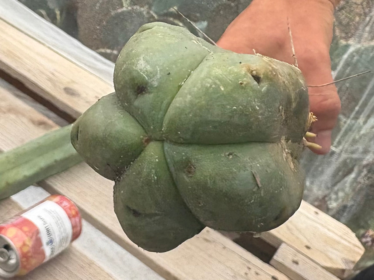 #EC151 EXACT Trichocereus Bridgesii Twin Spine Ornamental Cactus-Cactus - Large - Exact-The Succulent Source