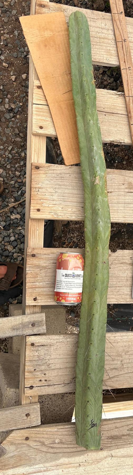#EC151 EXACT Trichocereus Bridgesii Twin Spine Ornamental Cactus-Cactus - Large - Exact-The Succulent Source