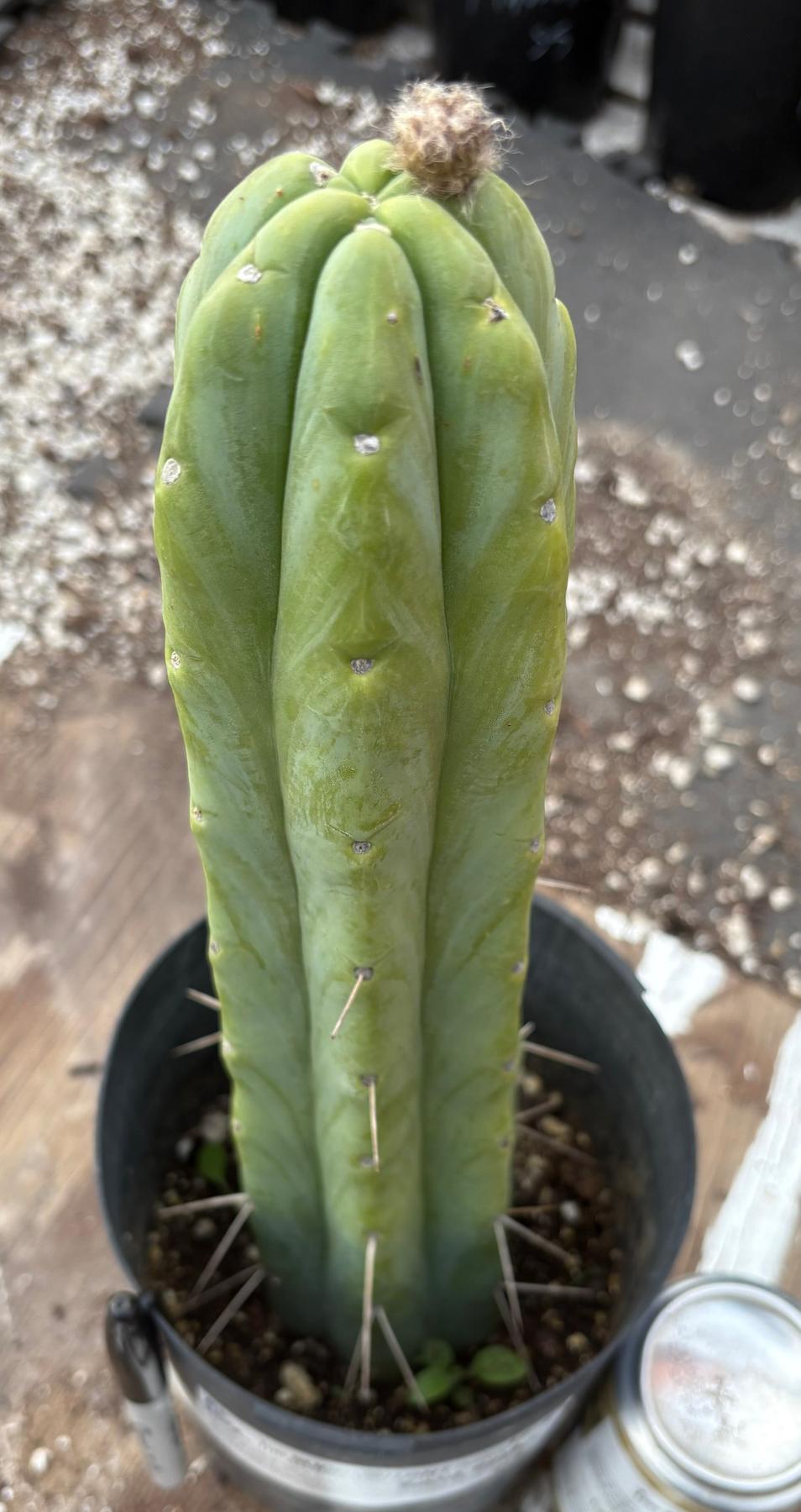 #EC152 EXACT Trichocereus Bald Bridgesii Cactus 12.5”-Cactus - Large - Exact-The Succulent Source