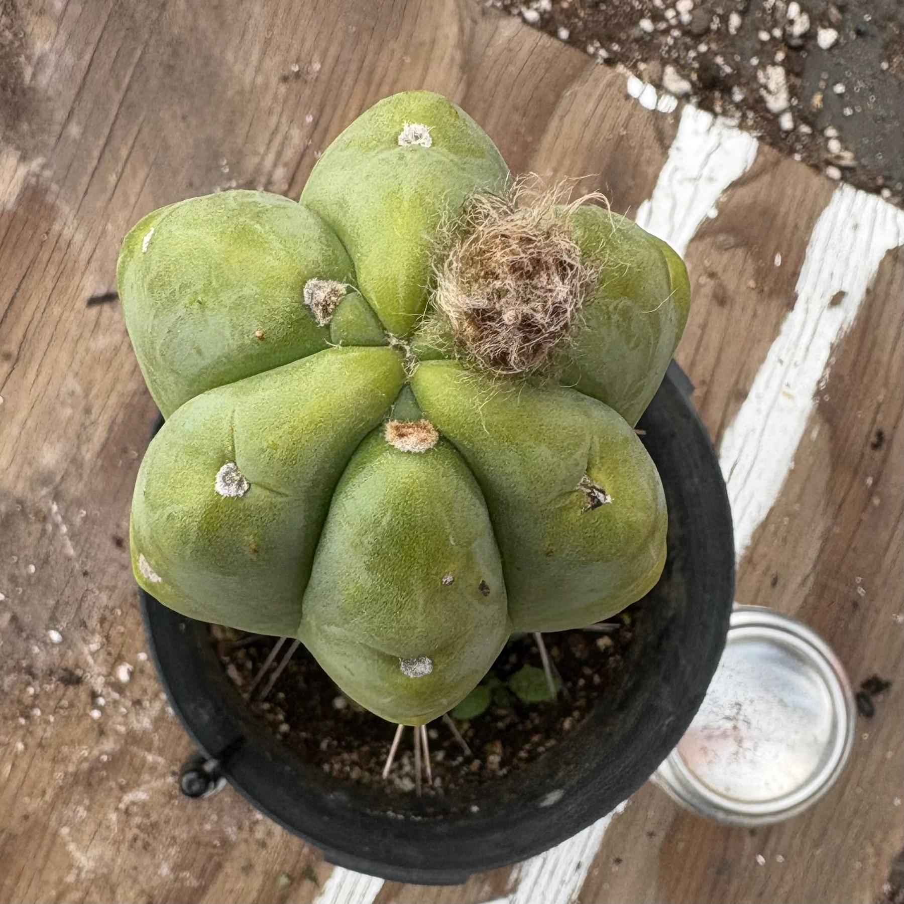 #EC152 EXACT Trichocereus Bald Bridgesii Cactus 12.5”-Cactus - Large - Exact-The Succulent Source