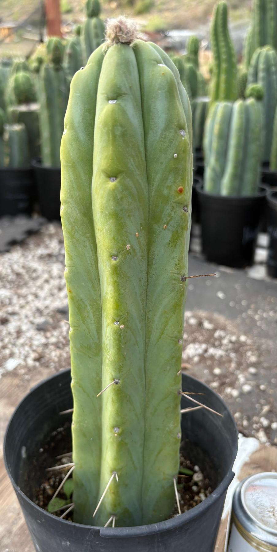 #EC152 EXACT Trichocereus Bald Bridgesii Cactus 12.5”-Cactus - Large - Exact-The Succulent Source