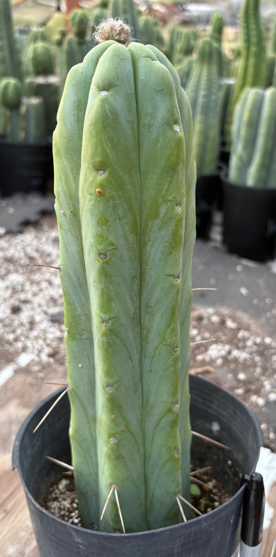 #EC152 EXACT Trichocereus Bald Bridgesii Cactus 12.5”-Cactus - Large - Exact-The Succulent Source