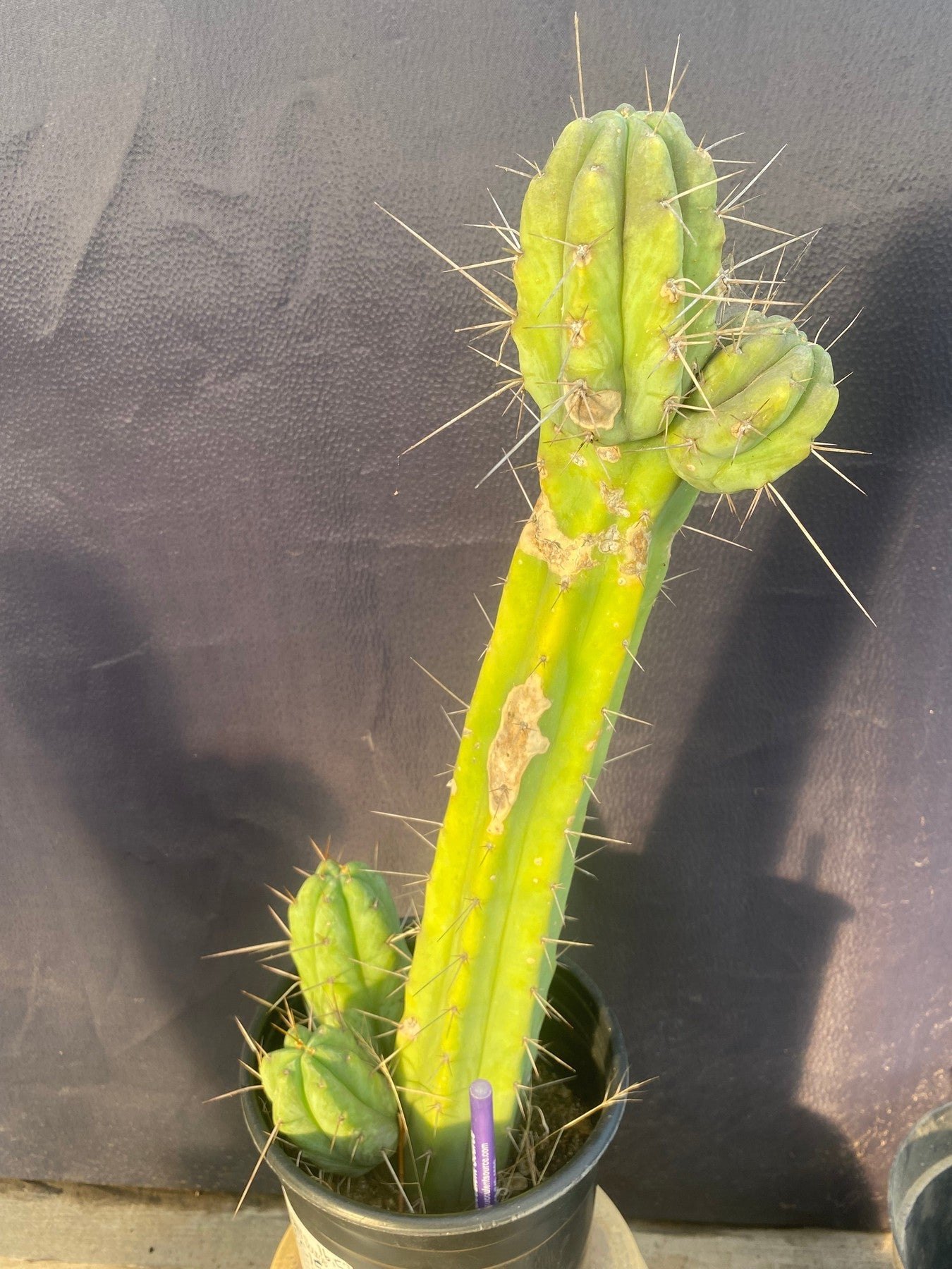 #EC152 EXACT Trichocereus Bridgesii Ornamental Cactus 16.5”-Cactus - Large - Exact-The Succulent Source