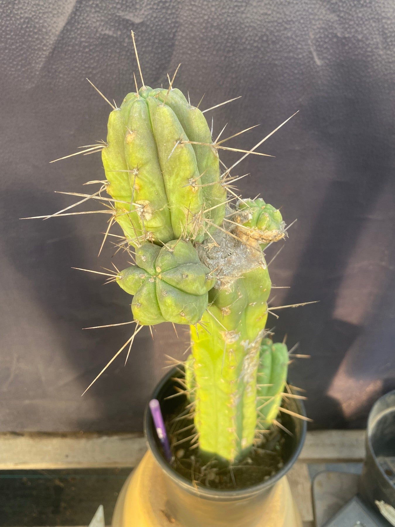 #EC152 EXACT Trichocereus Bridgesii Ornamental Cactus 16.5”-Cactus - Large - Exact-The Succulent Source