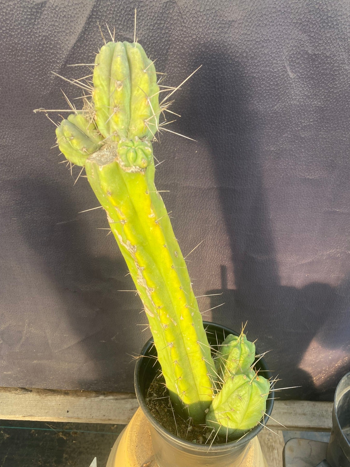 #EC152 EXACT Trichocereus Bridgesii Ornamental Cactus 16.5”-Cactus - Large - Exact-The Succulent Source