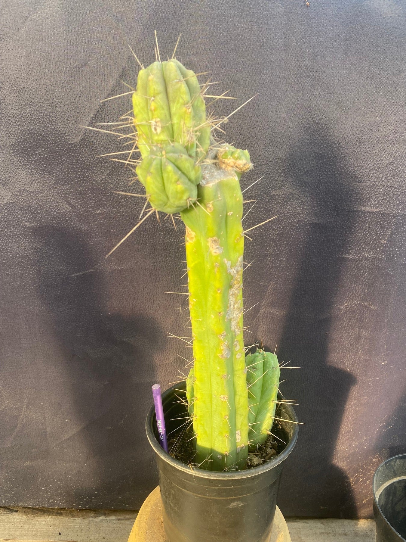 #EC152 EXACT Trichocereus Bridgesii Ornamental Cactus 16.5”-Cactus - Large - Exact-The Succulent Source