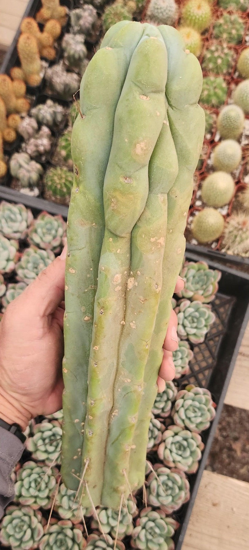 #EC153 EXACT Trichocereus Bridgesii Jiimz Twin Spine Cactus Cuttings-Cactus - Large - Exact-The Succulent Source