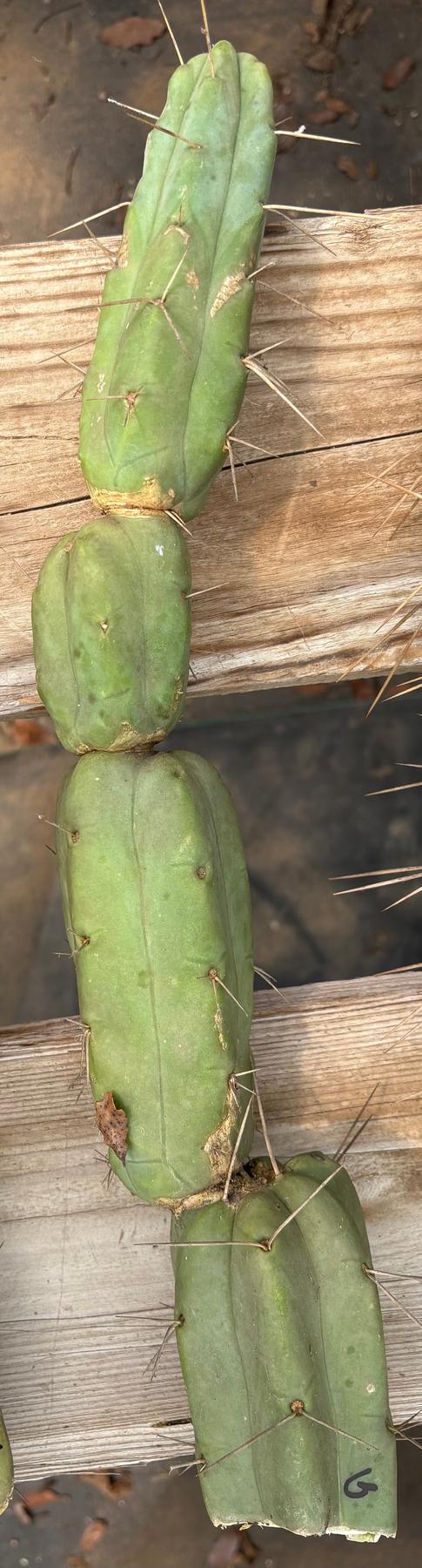 #EC153 EXACT Trichocereus Bridgesii Jiimz Twin Spine Cactus Cuttings-Cactus - Large - Exact-The Succulent Source