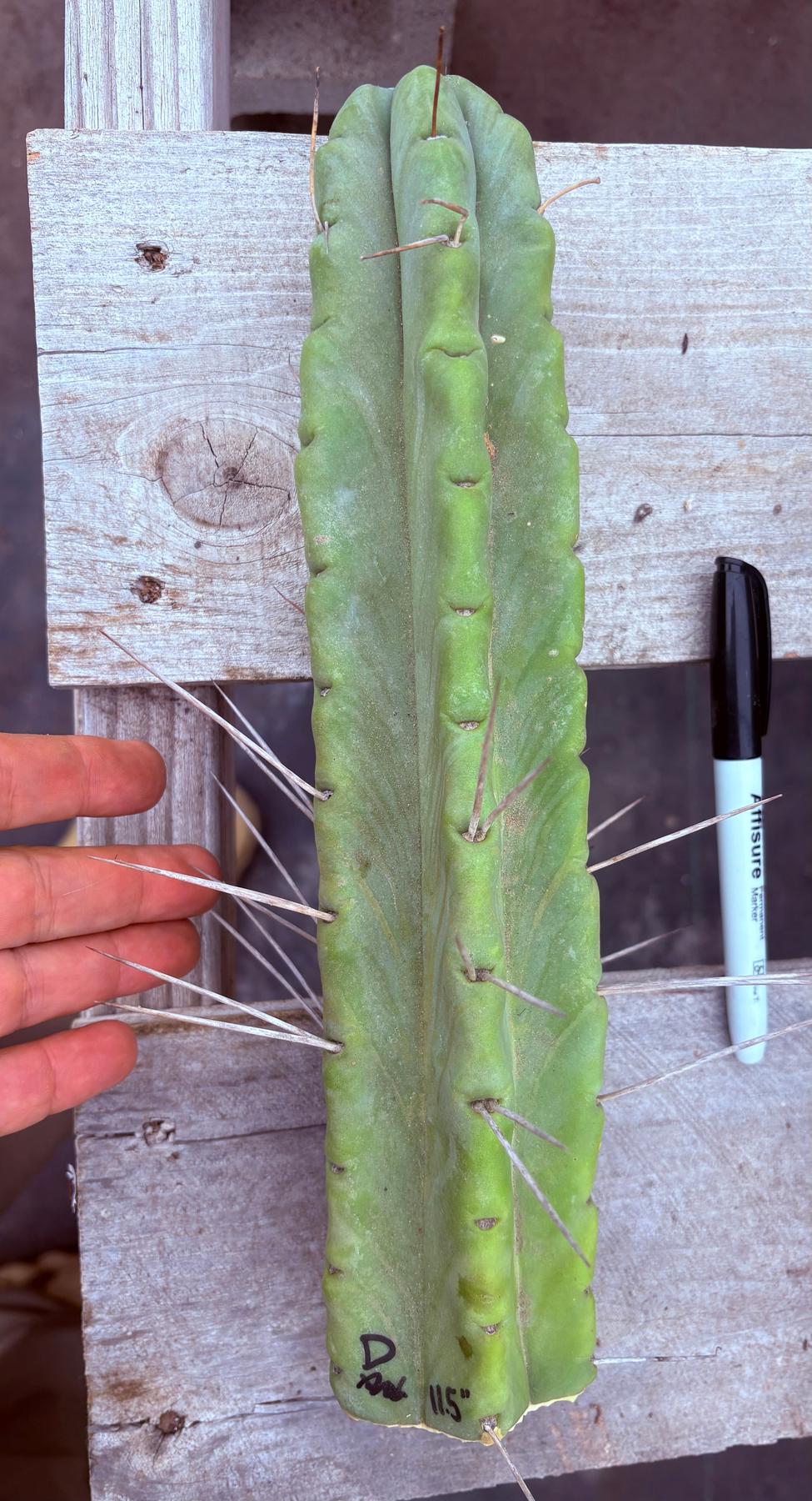 #EC153 EXACT Trichocereus Bridgesii Jiimz Twin Spine Cactus Cuttings-Cactus - Large - Exact-The Succulent Source