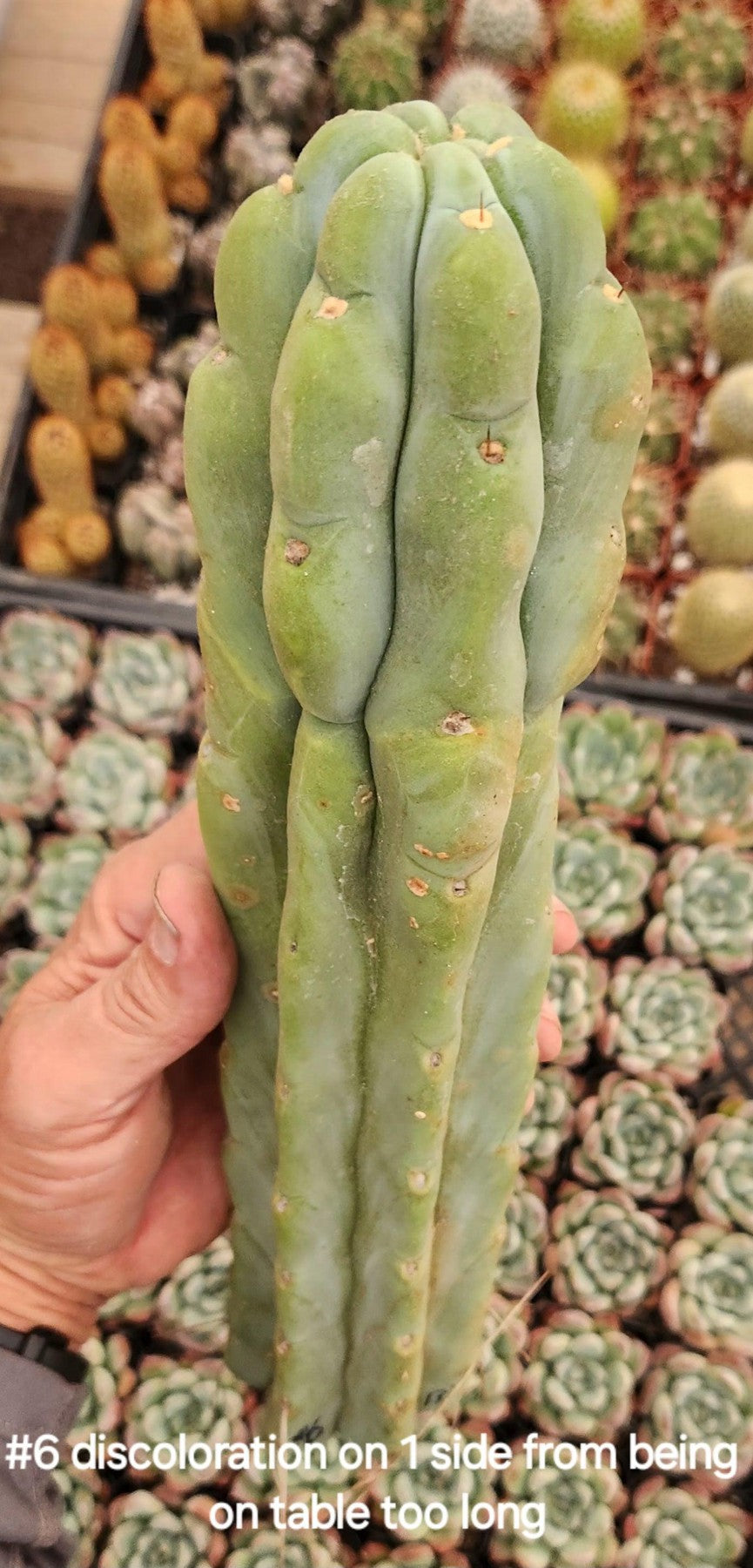 #EC153 EXACT Trichocereus Bridgesii Jiimz Twin Spine Cactus Cuttings-Cactus - Large - Exact-The Succulent Source