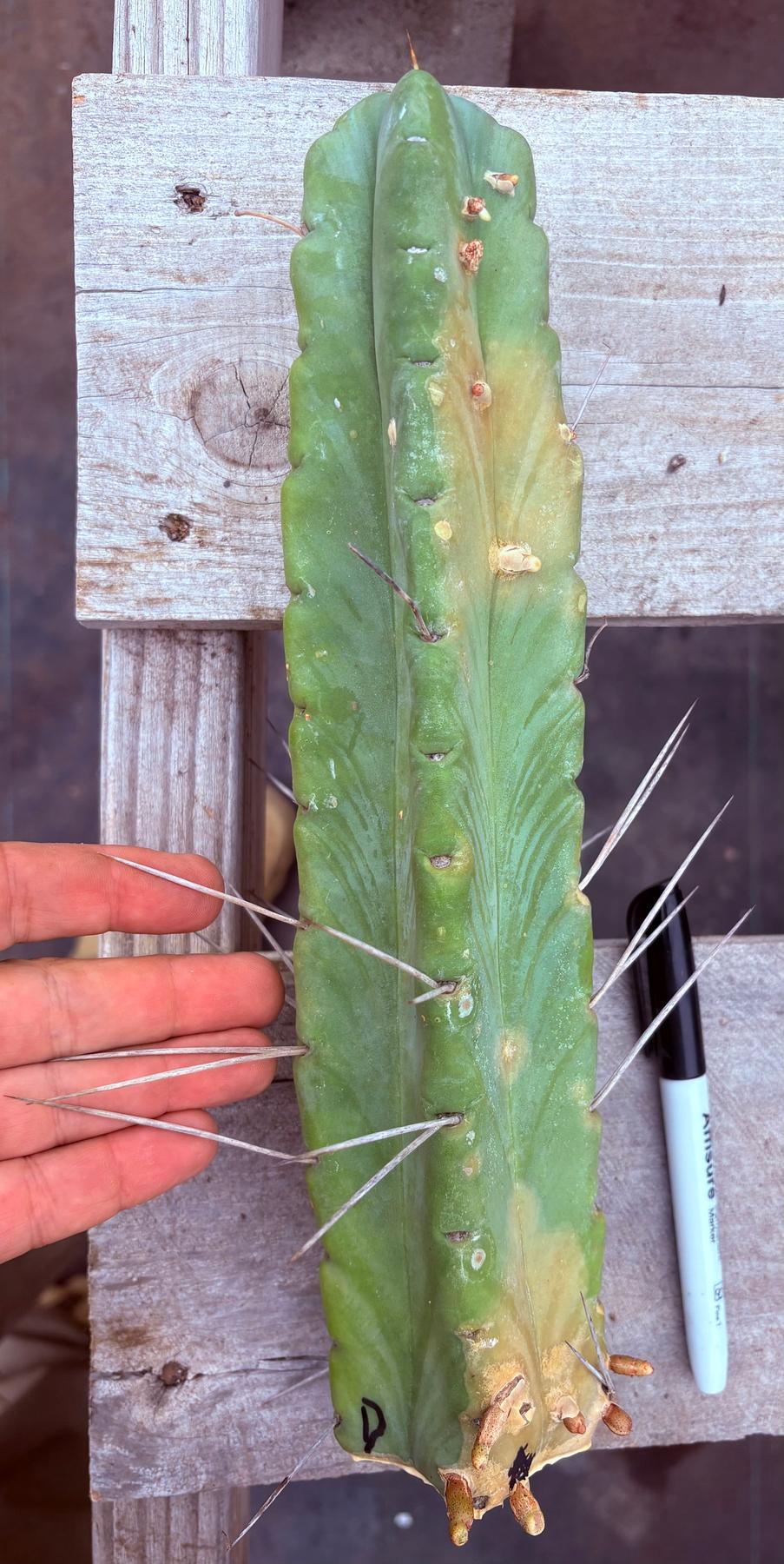 #EC153 EXACT Trichocereus Bridgesii Jiimz Twin Spine Cactus Cuttings-Cactus - Large - Exact-The Succulent Source