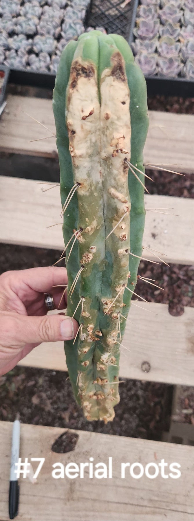 #EC153 EXACT Trichocereus Bridgesii Jiimz Twin Spine Cactus Cuttings-Cactus - Large - Exact-The Succulent Source