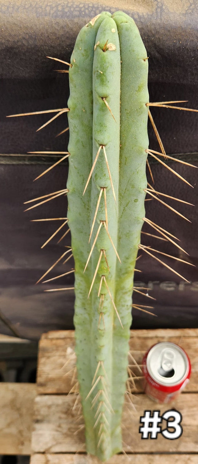 #EC153 EXACT Trichocereus Bridgesii Jiimz Twin Spine Cactus Cuttings-Cactus - Large - Exact-The Succulent Source