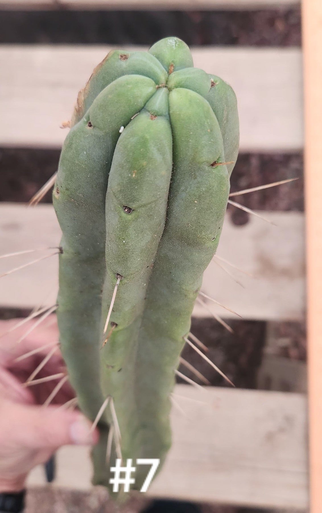 #EC153 EXACT Trichocereus Bridgesii Jiimz Twin Spine Cactus Cuttings-Cactus - Large - Exact-The Succulent Source