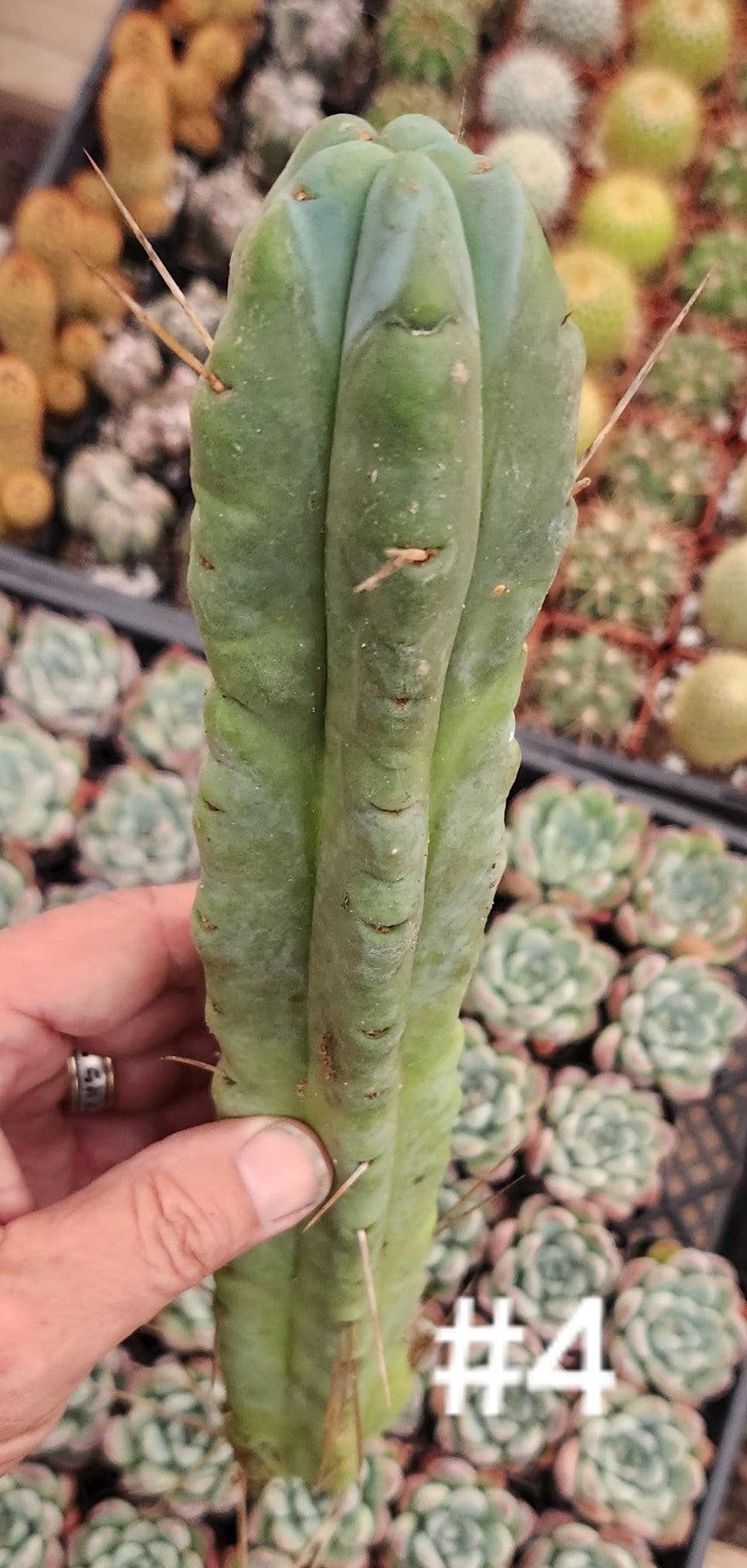 #EC153 EXACT Trichocereus Bridgesii Jiimz Twin Spine Cactus Cuttings-Cactus - Large - Exact-The Succulent Source