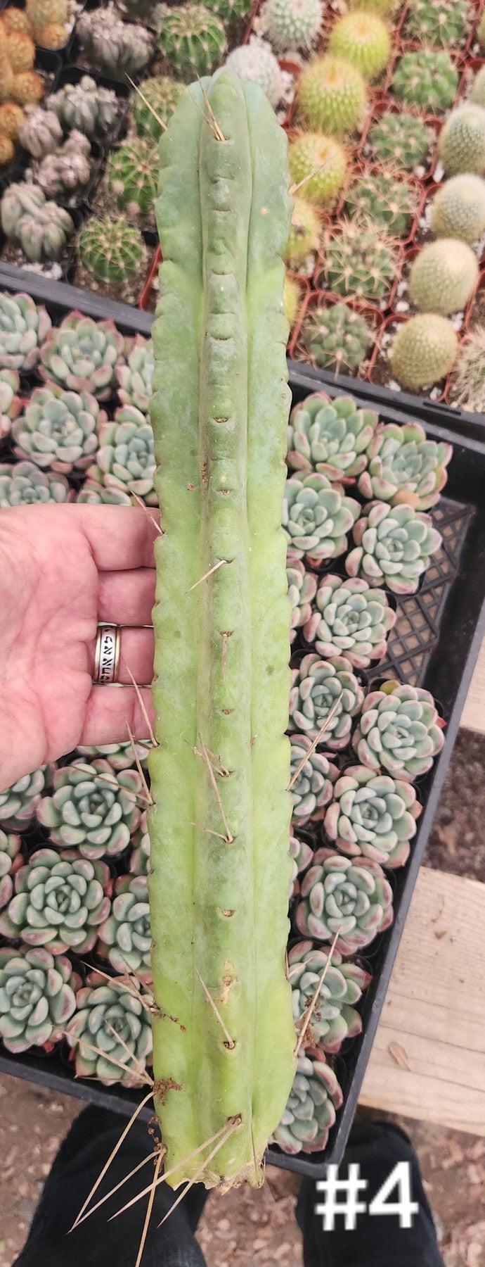 #EC153 EXACT Trichocereus Bridgesii Jiimz Twin Spine Cactus Cuttings-Cactus - Large - Exact-The Succulent Source