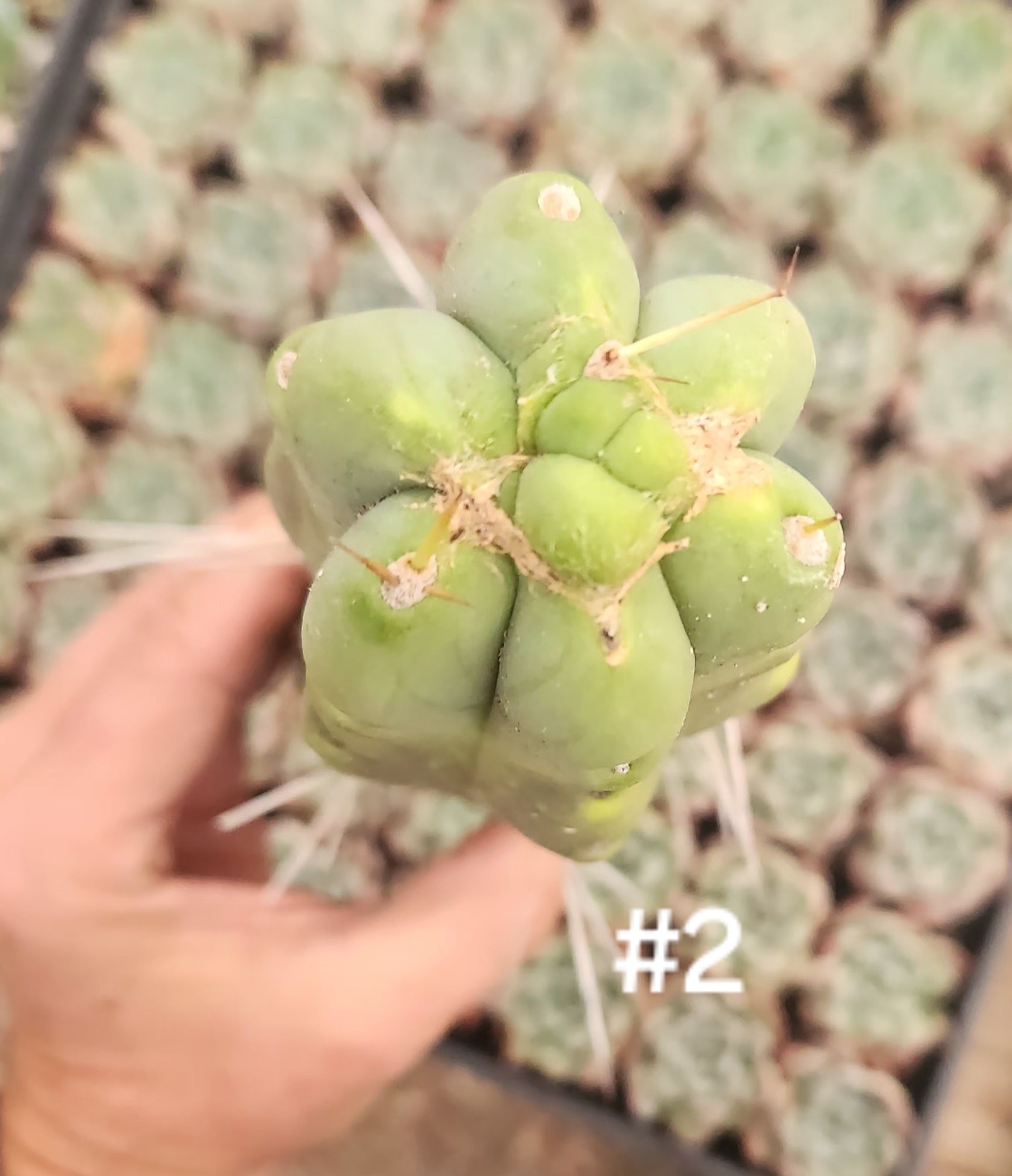 #EC153 EXACT Trichocereus Bridgesii Jiimz Twin Spine Cactus Cuttings-Cactus - Large - Exact-The Succulent Source