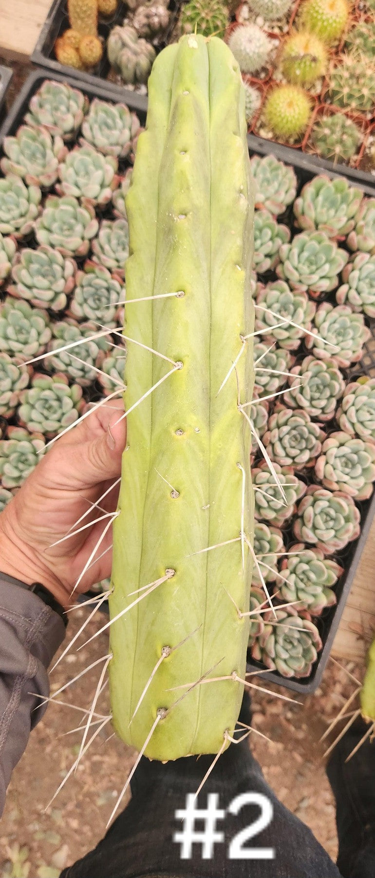 #EC153 EXACT Trichocereus Bridgesii Jiimz Twin Spine Cactus Cuttings-Cactus - Large - Exact-The Succulent Source