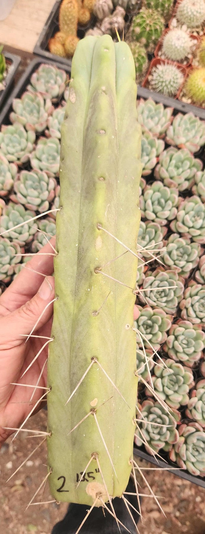 #EC153 EXACT Trichocereus Bridgesii Jiimz Twin Spine Cactus Cuttings-Cactus - Large - Exact-The Succulent Source