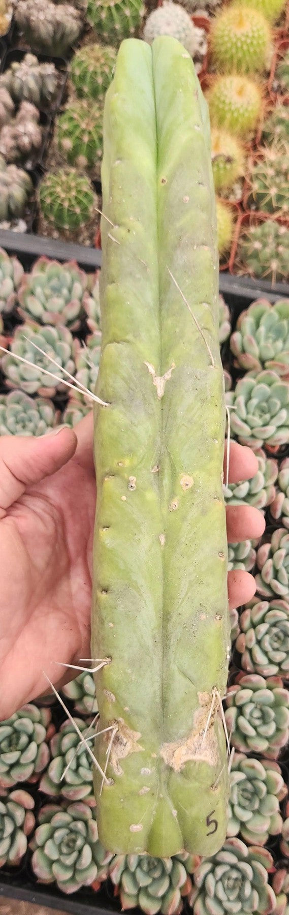 #EC153 EXACT Trichocereus Bridgesii Jiimz Twin Spine Cactus Cuttings-Cactus - Large - Exact-The Succulent Source