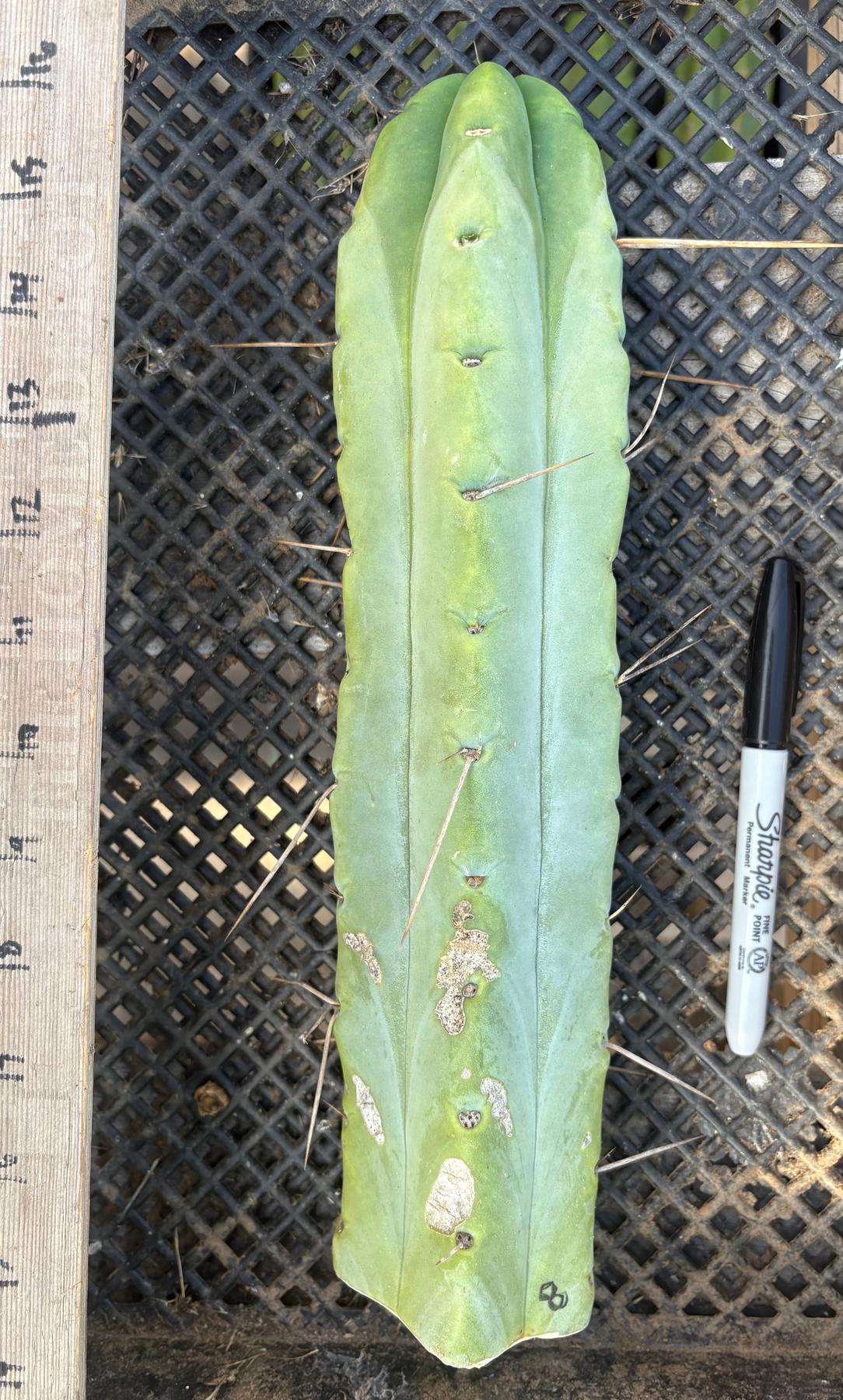 #EC153 EXACT Trichocereus Bridgesii Jiimz Twin Spine Cactus Cuttings-Cactus - Large - Exact-The Succulent Source