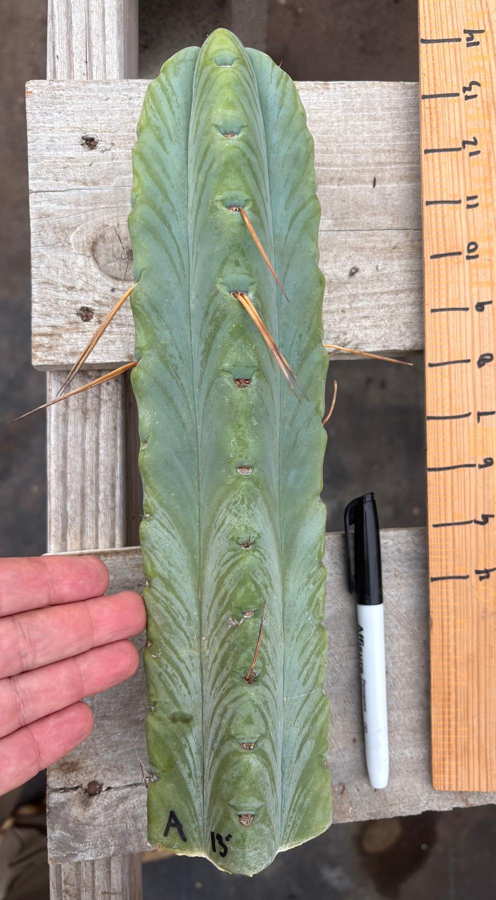 #EC153 EXACT Trichocereus Bridgesii Jiimz Twin Spine Cactus Cuttings-Cactus - Large - Exact-The Succulent Source