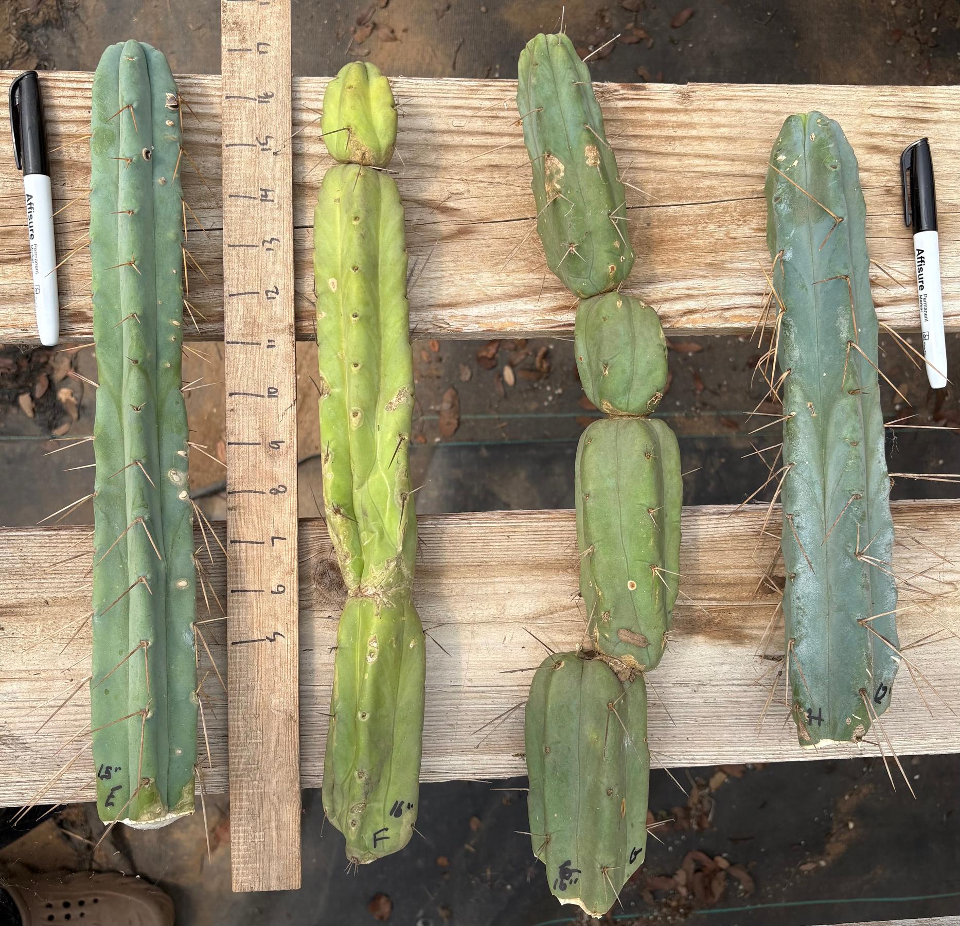 San Pedro Cactus for Sale Trichocereus - #EC153 EXACT Trichocereus