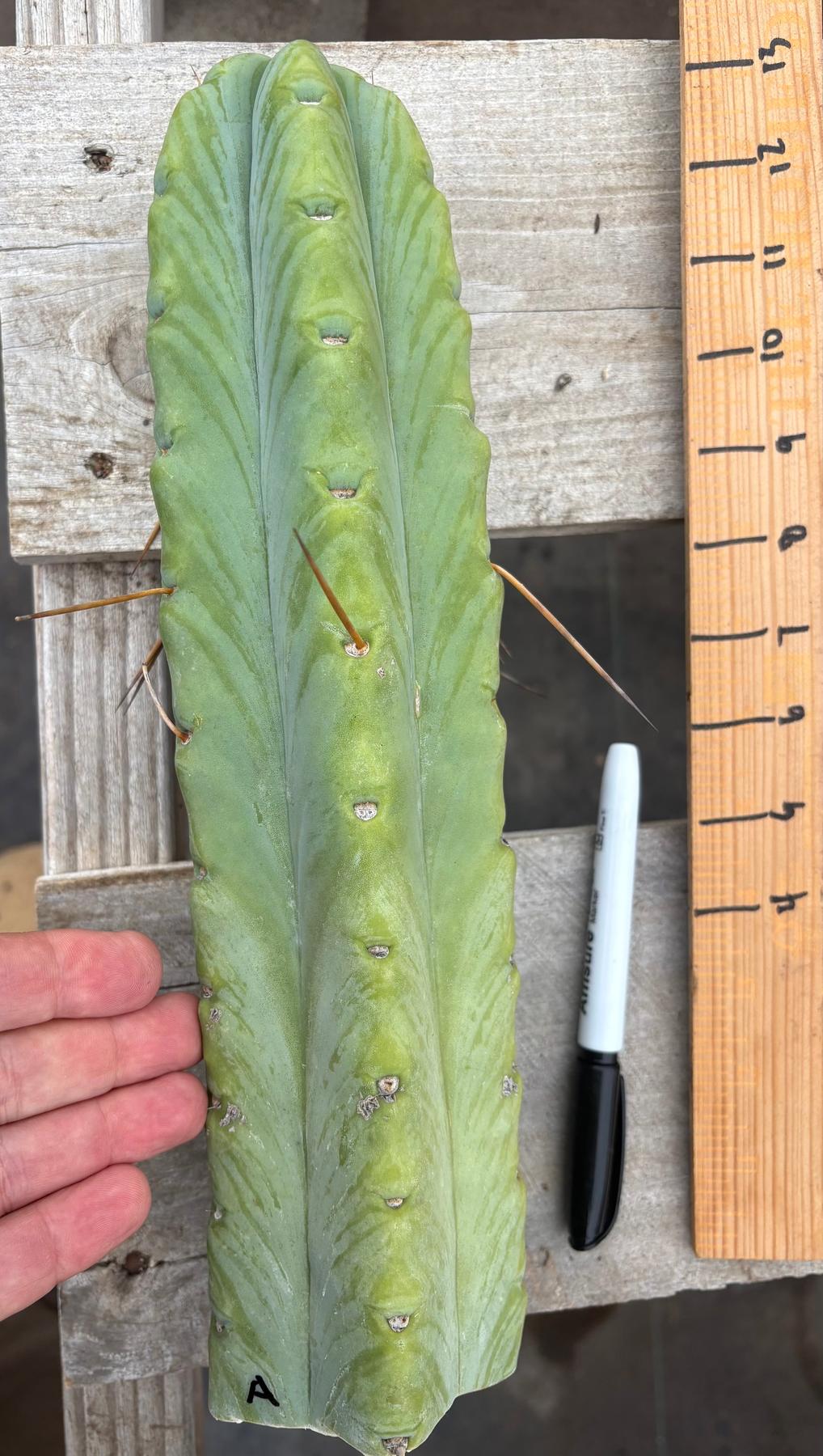 #EC153 EXACT Trichocereus Bridgesii Jiimz Twin Spine Cactus Cuttings-Cactus - Large - Exact-The Succulent Source