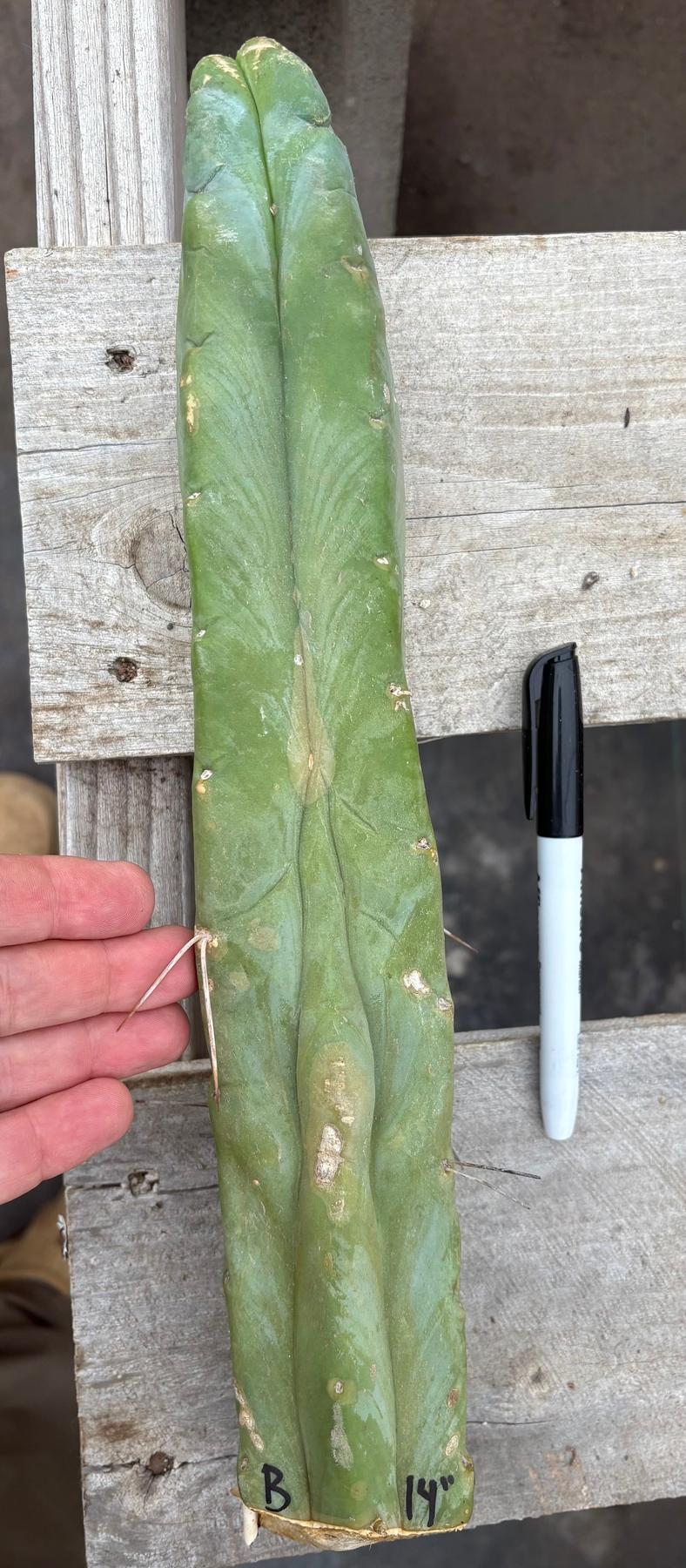 #EC153 EXACT Trichocereus Bridgesii Jiimz Twin Spine Cactus Cuttings-Cactus - Large - Exact-The Succulent Source