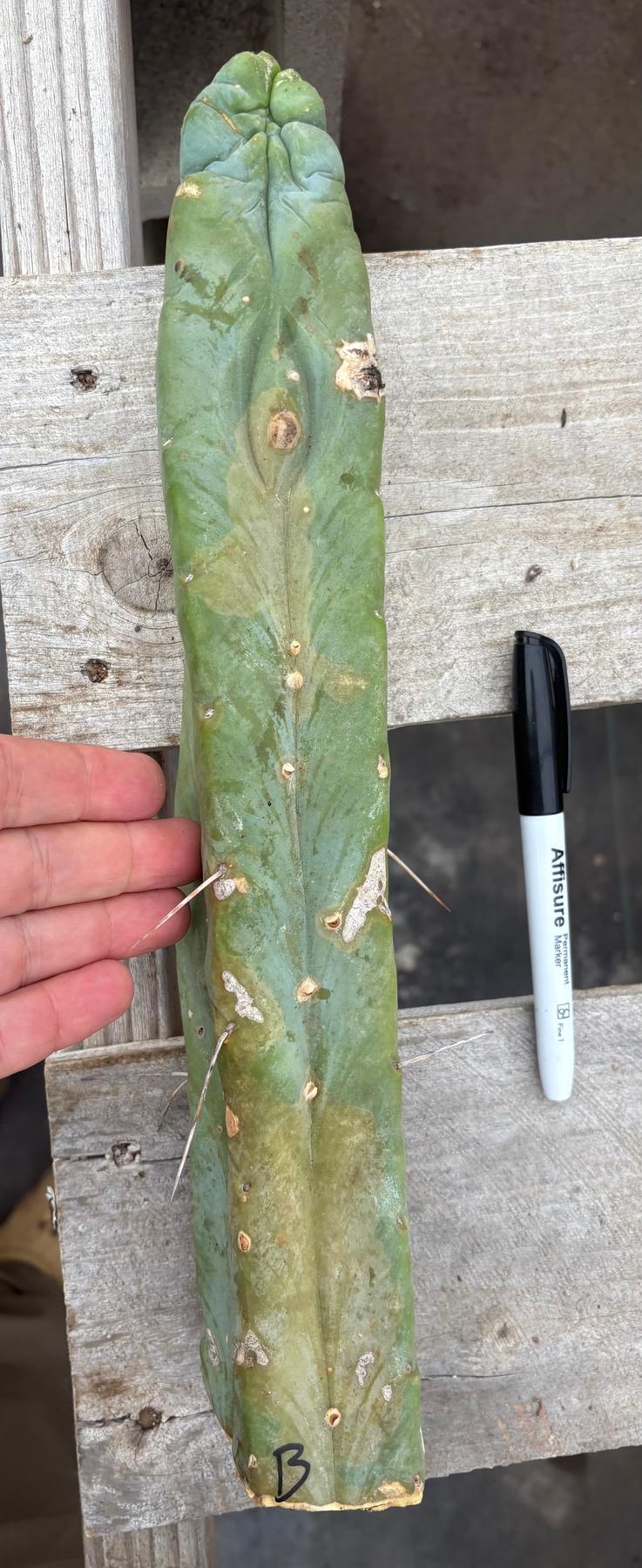 #EC153 EXACT Trichocereus Bridgesii Jiimz Twin Spine Cactus Cuttings-Cactus - Large - Exact-The Succulent Source