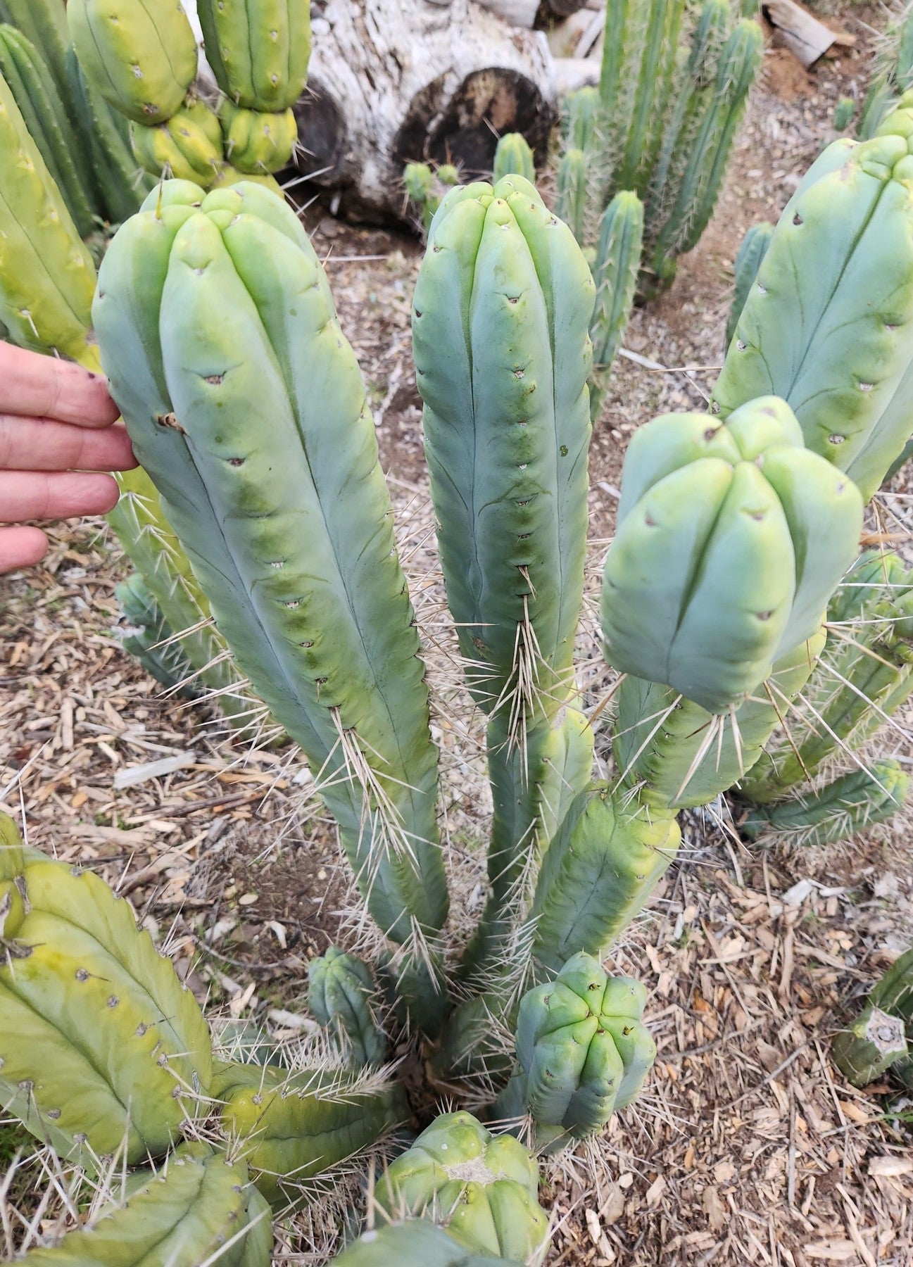 #EC153 EXACT Trichocereus Bridgesii Jiimz Twin Spine Cactus Cuttings-Cactus - Large - Exact-The Succulent Source