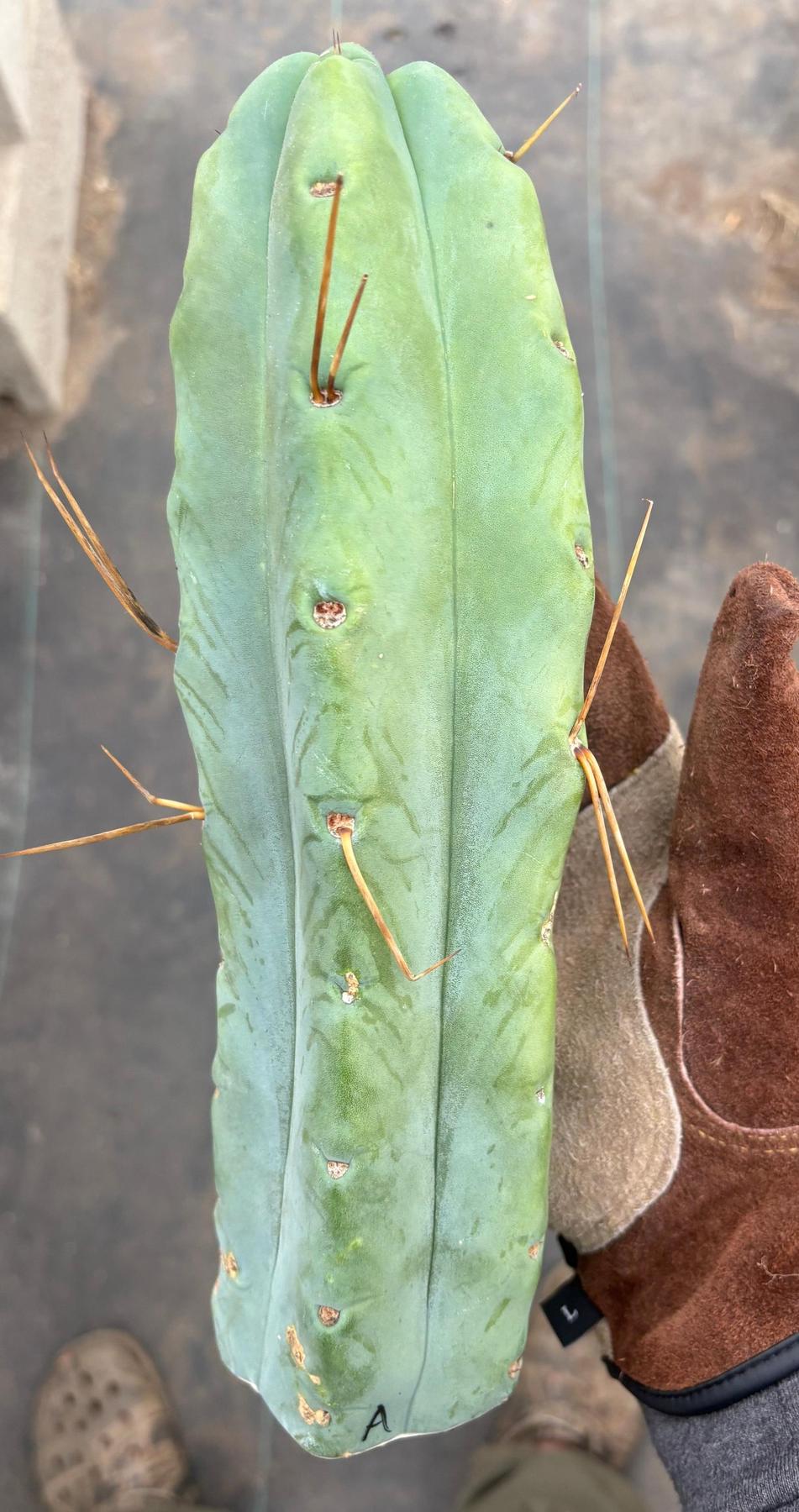 #EC153 EXACT Trichocereus Bridgesii Jiimz Twin Spine Cactus Cuttings-Cactus - Large - Exact-The Succulent Source