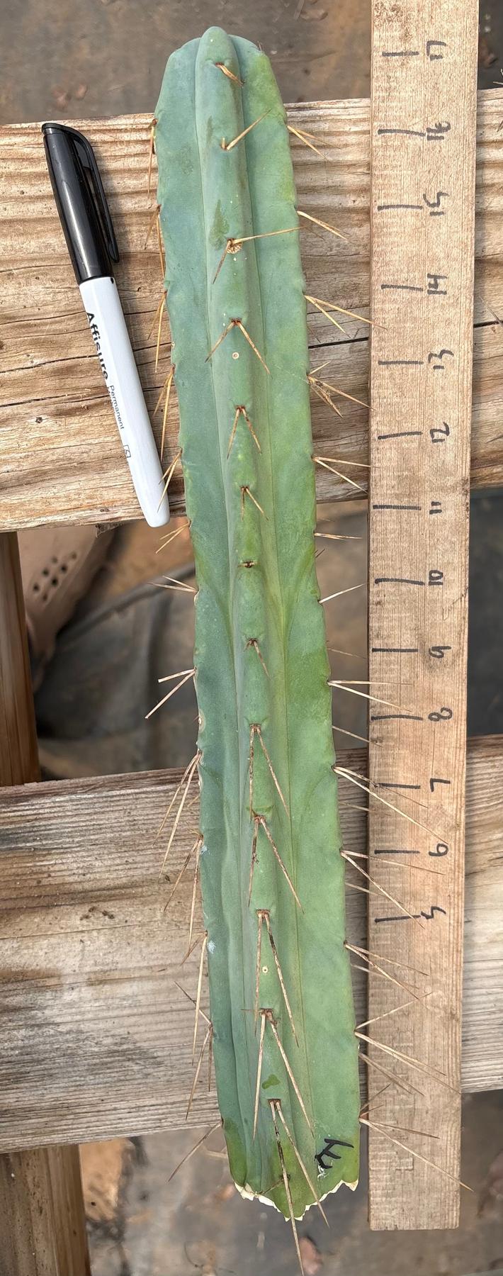 #EC153 EXACT Trichocereus Bridgesii Jiimz Twin Spine Cactus Cuttings-Cactus - Large - Exact-The Succulent Source