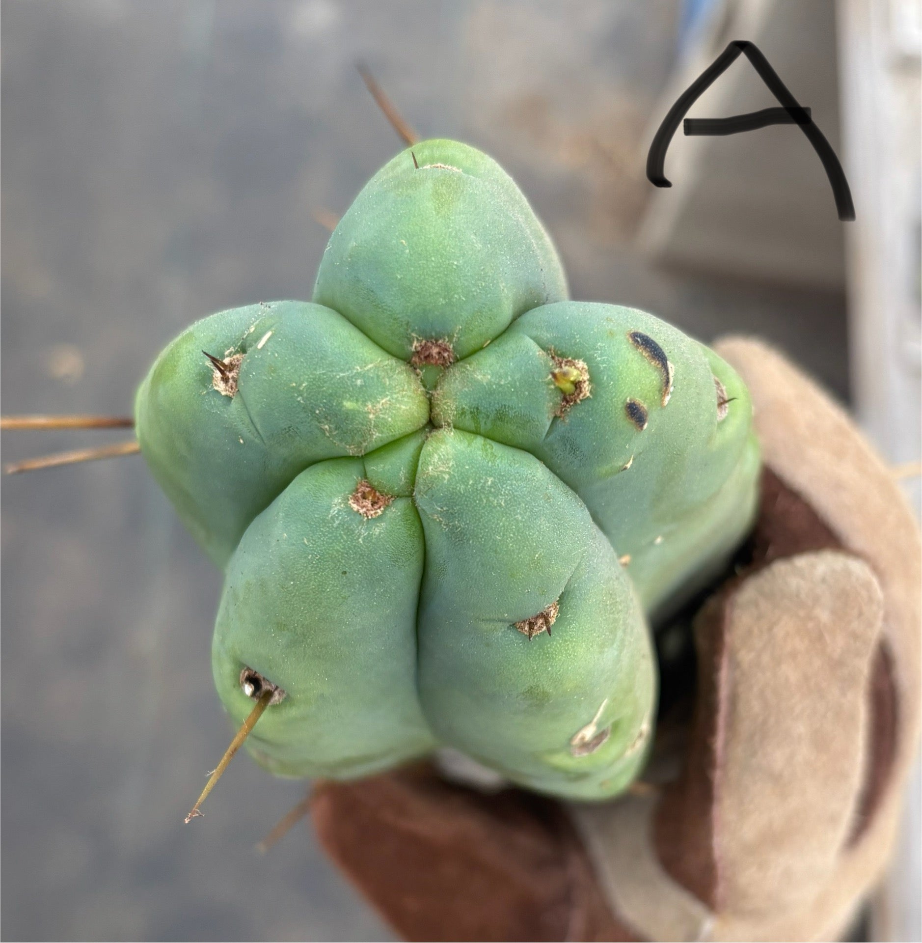 #EC153 EXACT Trichocereus Bridgesii Jiimz Twin Spine Cactus Cuttings-Cactus - Large - Exact-The Succulent Source