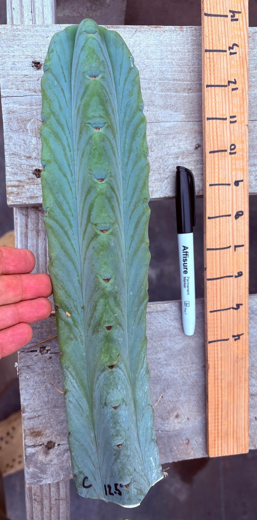 #EC153 EXACT Trichocereus Bridgesii Jiimz Twin Spine Cactus Cuttings-Cactus - Large - Exact-The Succulent Source