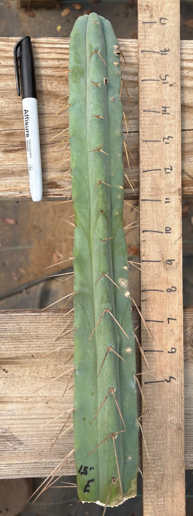 #EC153 EXACT Trichocereus Bridgesii Jiimz Twin Spine Cactus Cuttings-Cactus - Large - Exact-The Succulent Source