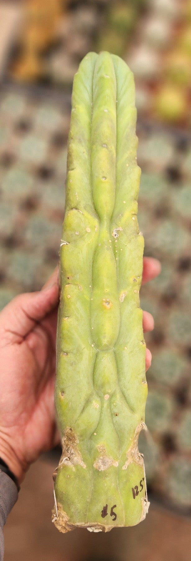 #EC153 EXACT Trichocereus Bridgesii Jiimz Twin Spine Cactus Cuttings-Cactus - Large - Exact-The Succulent Source