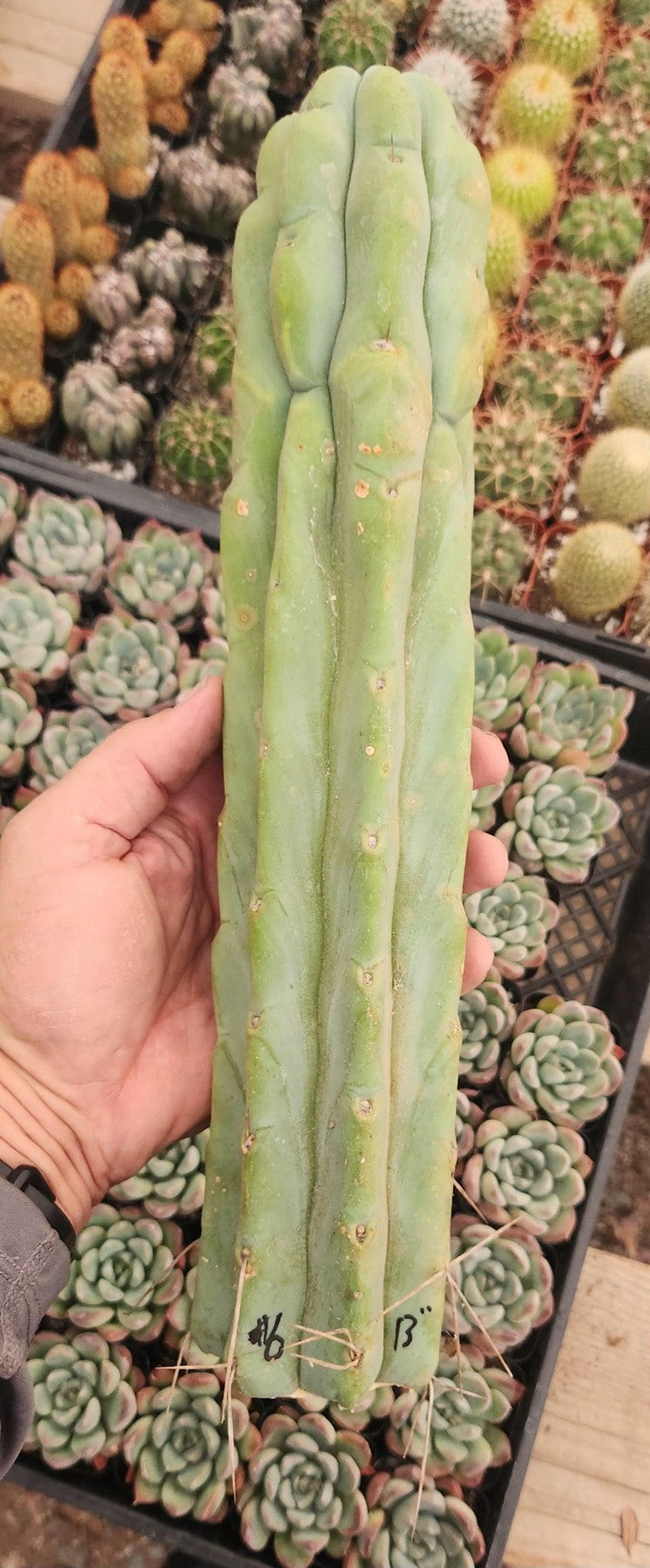 #EC153 EXACT Trichocereus Bridgesii Jiimz Twin Spine Cactus Cuttings-Cactus - Large - Exact-The Succulent Source