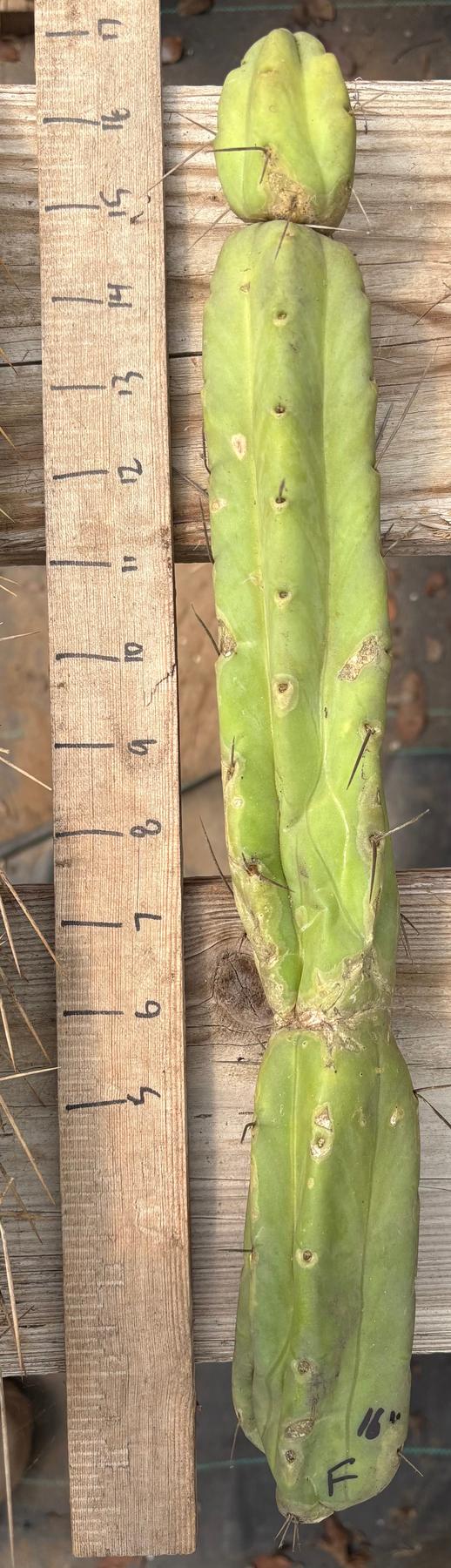 #EC153 EXACT Trichocereus Bridgesii Jiimz Twin Spine Cactus Cuttings-Cactus - Large - Exact-The Succulent Source