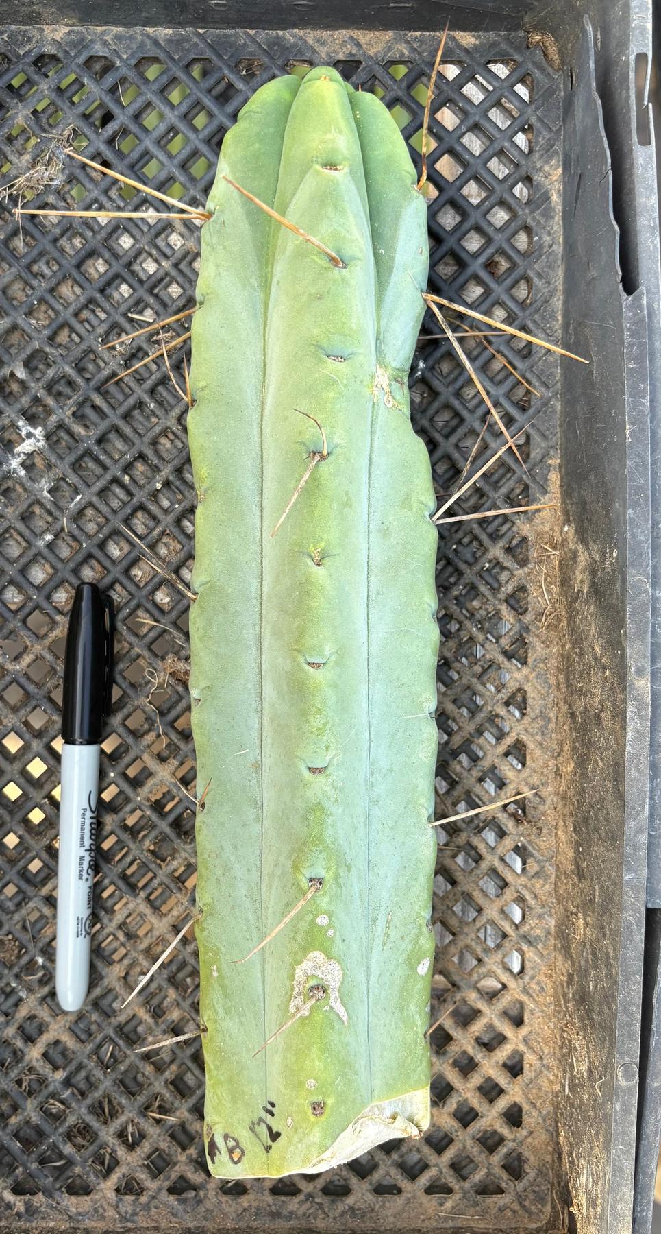#EC153 EXACT Trichocereus Bridgesii Jiimz Twin Spine Cactus Cuttings-Cactus - Large - Exact-The Succulent Source