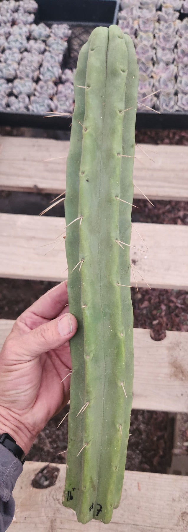 #EC153 EXACT Trichocereus Bridgesii Jiimz Twin Spine Cactus Cuttings-Cactus - Large - Exact-The Succulent Source