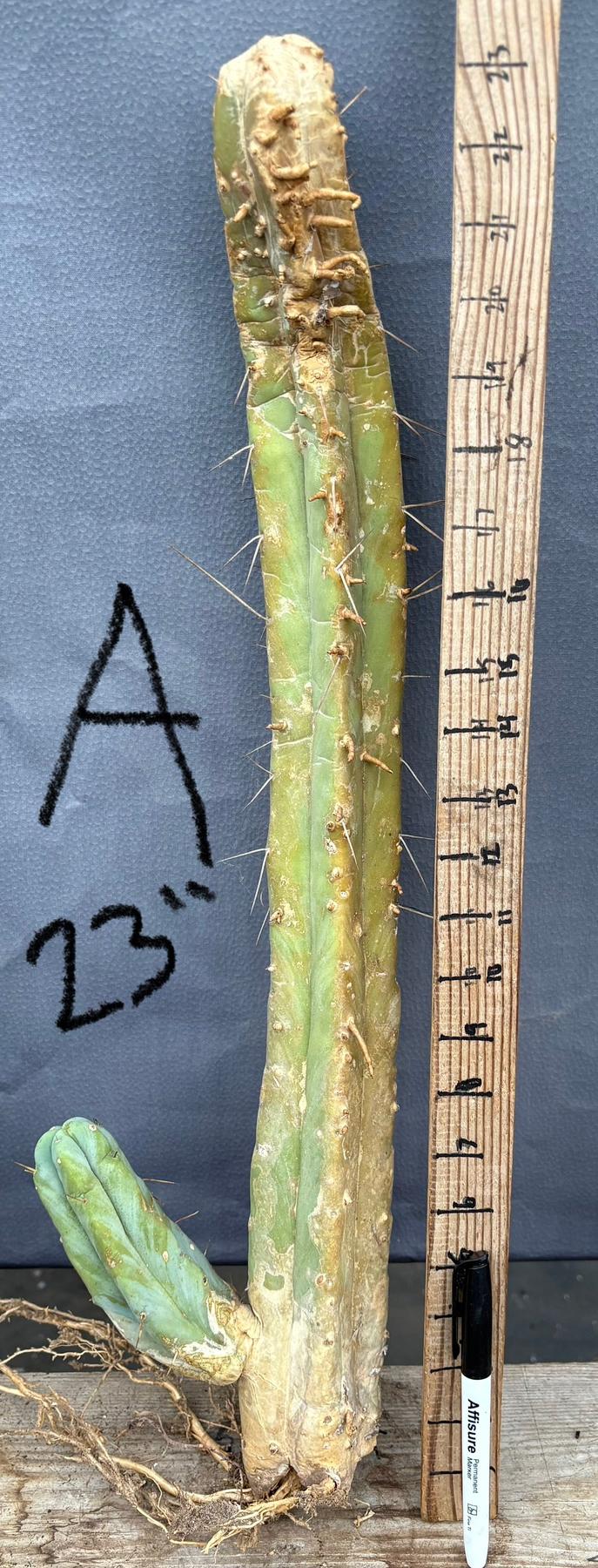 San Pedro Cactus for Sale Trichocereus - #EC153 EXACT Trichocereus