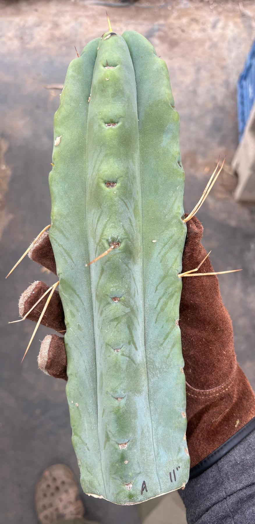 #EC153 EXACT Trichocereus Bridgesii Jiimz Twin Spine Cactus Cuttings-Cactus - Large - Exact-The Succulent Source